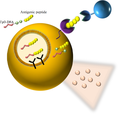 CpG－ペプチドコンジュゲート体による免疫誘導